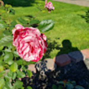 Meet your Posher, Brenda